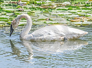 A closeup white swan with fine fishing wire around neck