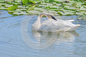 A closeup white swan with fine fishing wire around neck