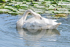 A closeup white swan with fine fishing wire around neck