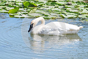 A closeup white swan with fine fishing wire around neck