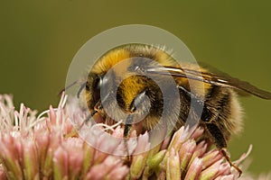 Closeup on a white-tailed bumblebee, Bombus lucorum, male on a pink Eupatorium flower