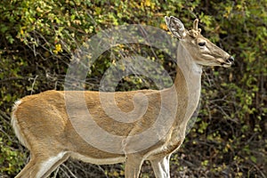 Closeup of white tailed deer.