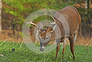 Closeup of a White Tailed Deer Buck at Cades Cove.