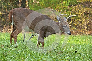 Closeup of a White Tailed Deer Buck at Cades Cove.