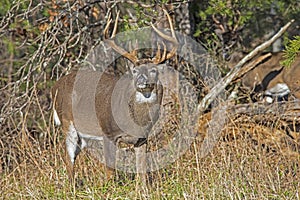 Closeup, A White Tailed Deer Buck tastes of a tree limb.