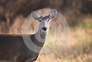 Closeup of a White tailed deer, female doe