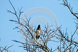 Closeup of a White-tailed Jay perched on a leafless tree branch