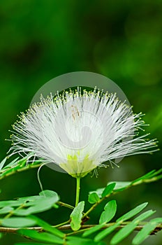 closeup white Tassel flower generals