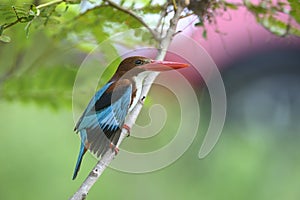 Closeup white-throated Kingfisher