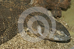 Closeup of a White-throated monitor