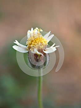 Closeup white Tridax procumbens tridax daisy flower in garden and soft focus and blurred for background ,nature background