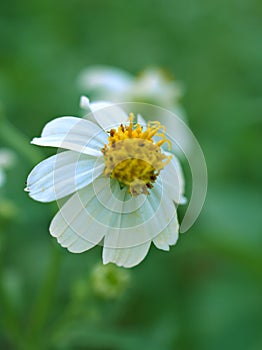 Closeup white Tridax procumbens tridax daisy flower in garden and soft focus and blurred for background ,nature background