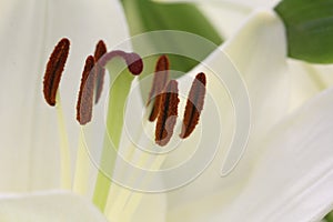 Closeup of a white tulip stamen in a garden under the sunlight