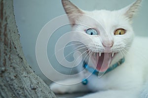 Closeup White Turkish Angora cat with heterochromia
