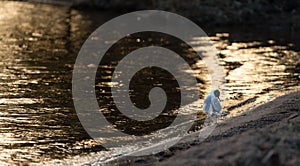 Closeup of a white wagtail (Motacilla alba) perched on shore of a lake at golden hour