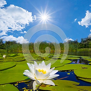 closeup white water lilies floating on a lake under a sparkle sun