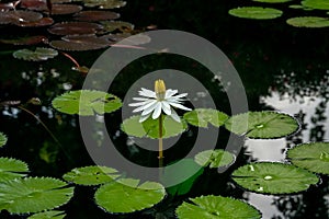 Closeup of white water lillie blooming in a pond
