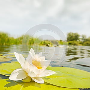 Closeup white water lily on a lake