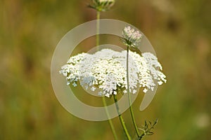 Closeup of white wild carrot flower with green blurred background