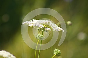 Closeup of white wild carrot flower with green blurred plants on background