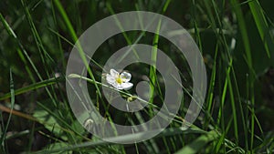 Closeup. white wild strawberry flowers in a meadow in the grass. spring time