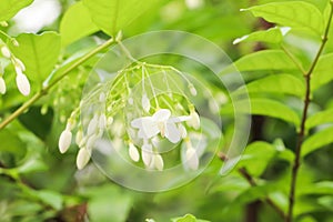 Closeup of white Wrightia religiosa Benth in the garden