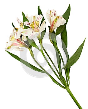 Closeup of white and yellow alstroemeria flowers