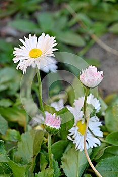 closeup the white yellow daisy flower growing with leaves and plant in the garden soft focus natural green brown background