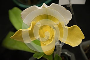 Closeup of white and yellow orchid flower looking like smiling face