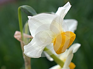 Closeup white-yellow orchid flowerDendrobium bellatulum with water drops in garden