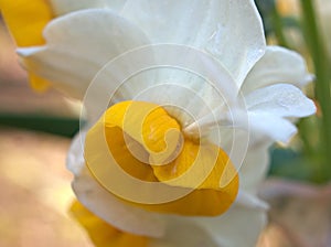 Closeup white-yellow orchid flowerDendrobium bellatulum with water drops in garden