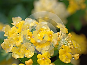 Closeup white yellow petals of west indian lantana camara flower plants in garden with water drops and blurred background ,rain on