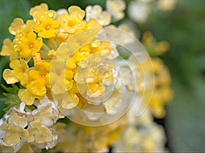 Closeup white yellow petals of west indian lantana camara flower plants in garden with water drops and blurred background ,rain on