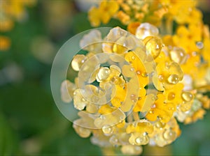 Closeup white yellow petals of west indian lantana camara flower plants in garden with water drops and blurred background ,rain on