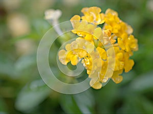 Closeup white yellow petals of west indian lantana camara flower plants in garden with water drops and blurred background ,rain on