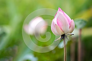 Closeup a beautiful whitepink lotus in the pond photo