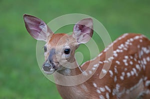Closeup of a Whitetail Deer Fawn Looking to the Left