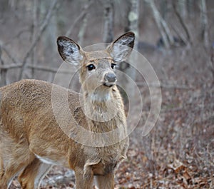 Closeup of a Whitetail Deer Fawn Looking to the Right
