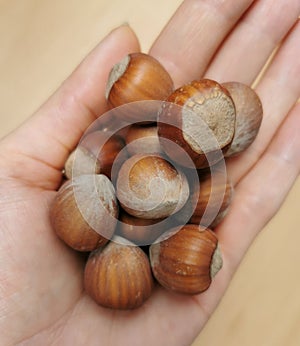 Hazelnuts in hand.