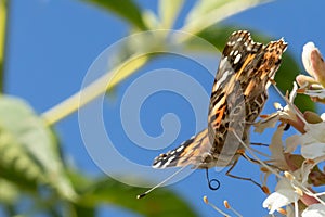 Painted Lady Butterfly on white flowers against blue sky photo