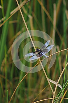 Closeup of a widow skimmer, Libellula luctuosa.