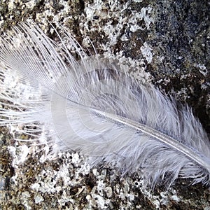 Closeup wiew of White soft smooth bird feather