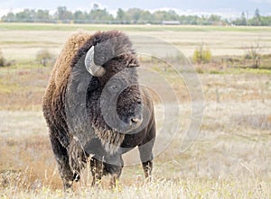 Closeup of a wild American Buffalo Bison bison