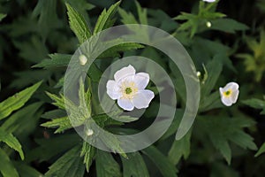Closeup of wild Anemone growing in the Candian forest