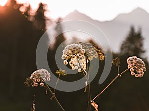 Closeup of Wild Angelica flowers growing against green trees at sunset