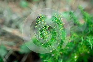 Closeup A Wild Asparagus