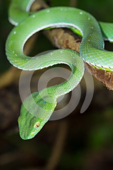 Closeup wild Bamboo viper