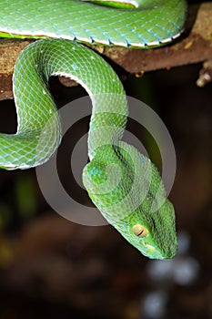 Closeup wild Bamboo viper