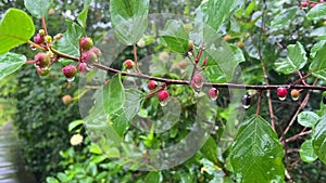 Closeup of Wild Berries in the Summer Rain