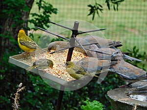 Closeup of wild birds, doves, brown small birds and bright yellow finches, eating seed from a metal spiked tray in the garden